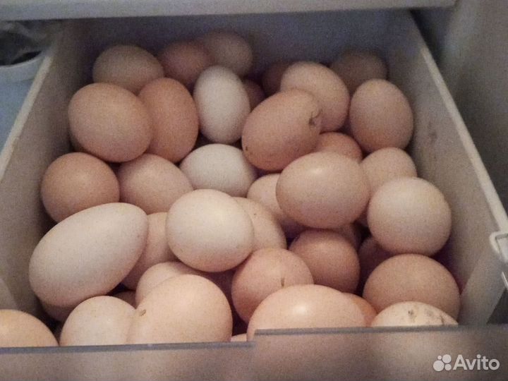 Яйца перепелиные, куринные домашние