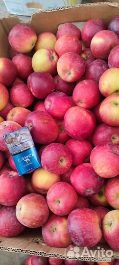 Яблоки опт и розница