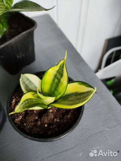 Комнатное растение Сансевиерия