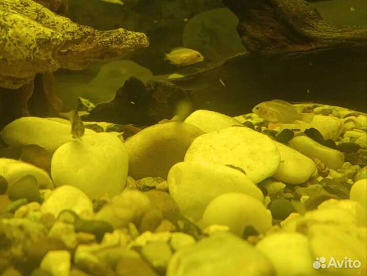 Цихлазома чернополосая мальки