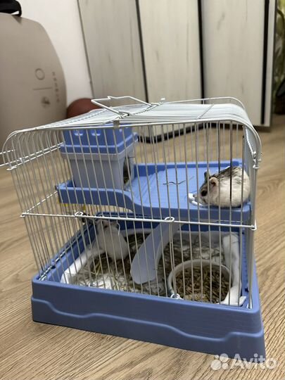 Джунгарский хомяк бесплатно с клеткой