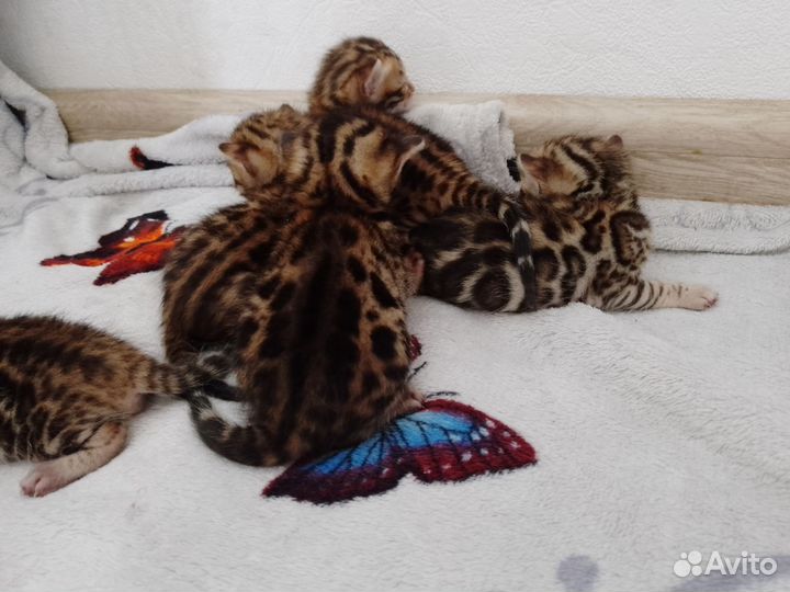 Бенгальские котята