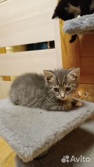 Котята в добрые руки бесплатно,приучены к лотку