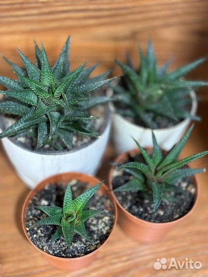 Хавортия лимифолия