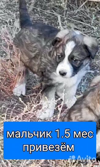 Разные щенки собачки