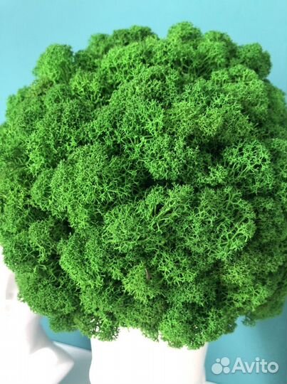 Композиция из стабилизированного мха