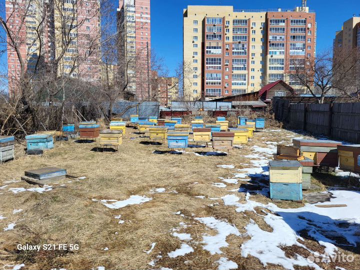 Продажа семьи пчелы