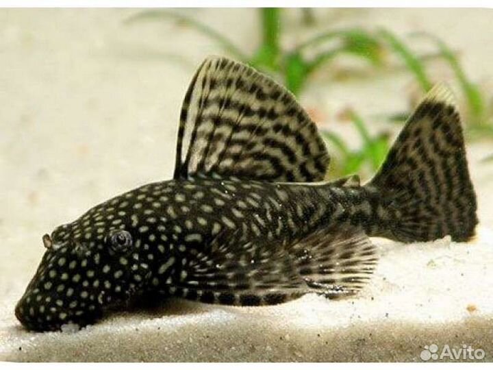 Аквариумные рыбки, растения, удобрения, живой корм