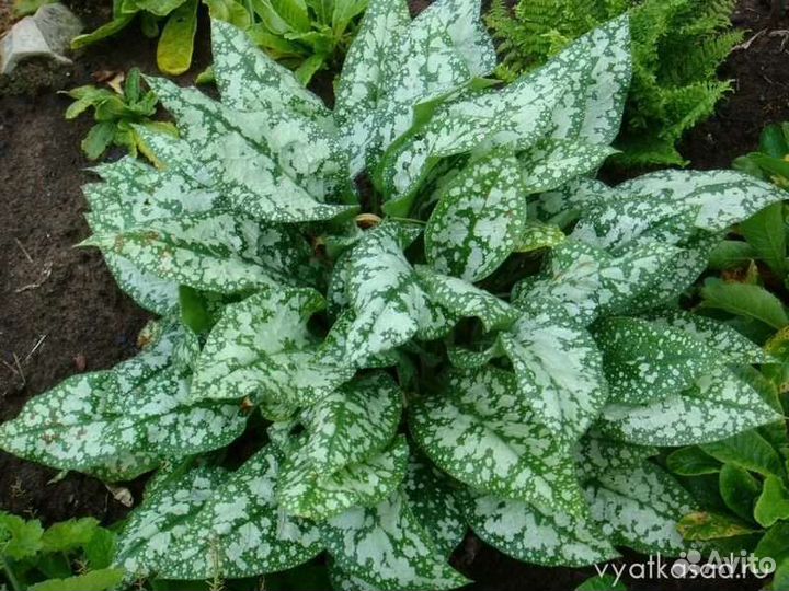 Медуница пятнистая, декоративный многолетник