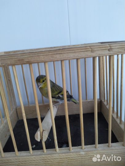 Гибрид чижа и канарейки