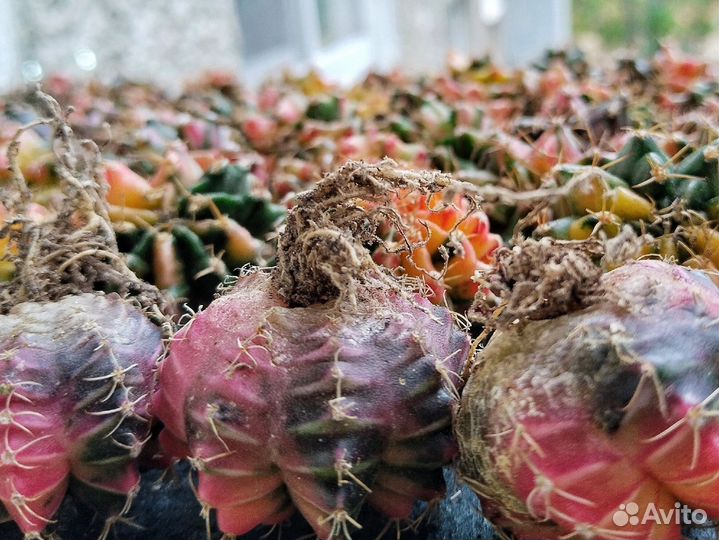 Кактусы и суккуленты