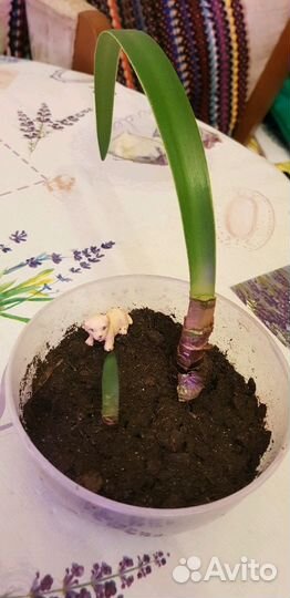 Гиппеаструм