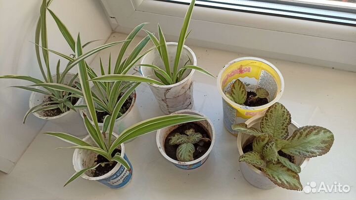 Эписция+Хлорофитум