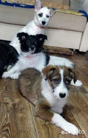 Щенки в добрые руки бесплатно