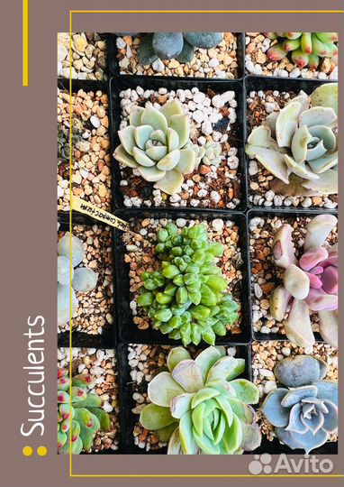 Суккуленты, грунт