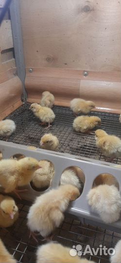 Техаский перепел