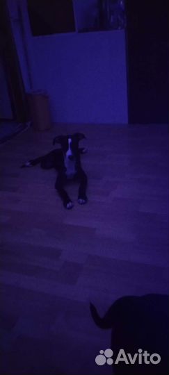 Питбультерьер