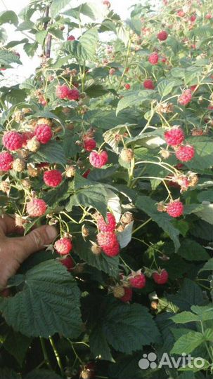 Саженцы малины