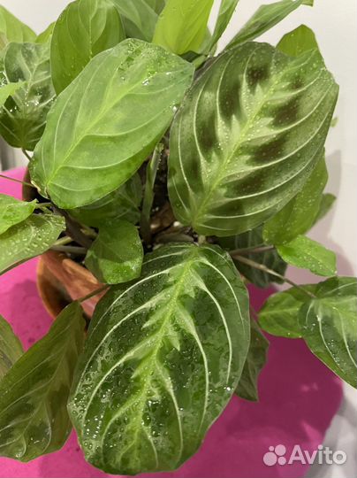 Черная маранта Усы кота, Cat moustache