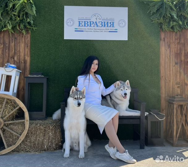 Хендлер, подготовка к выставке, дрессировка