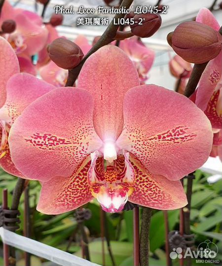 Орхидея Леко фантастик