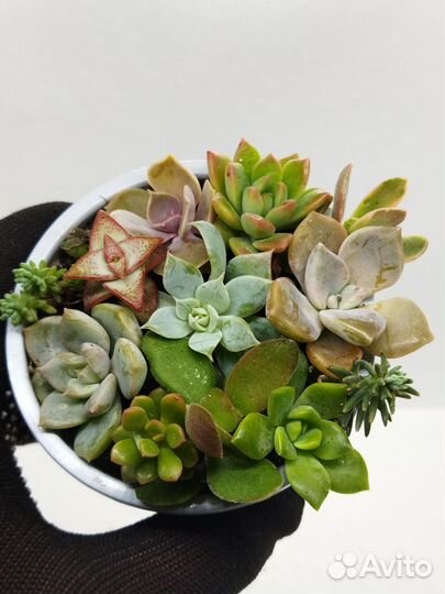 Красивые суккуленты 12