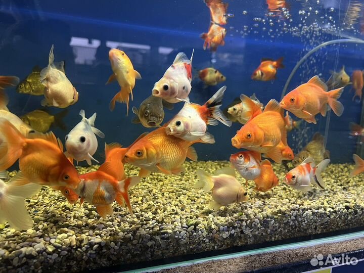 Большой выбор золотых рыбок
