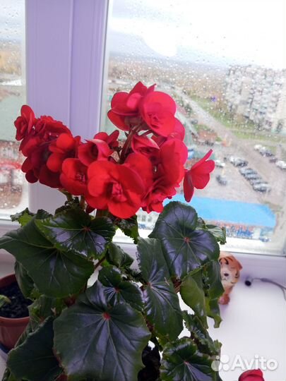 Росточки вечноцветущей Бегонии