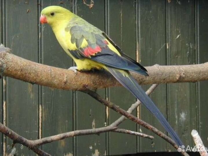 Ожереловые