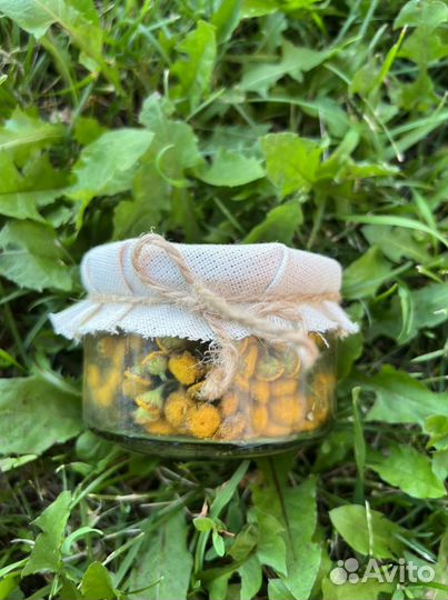 Таежные лечебные травы