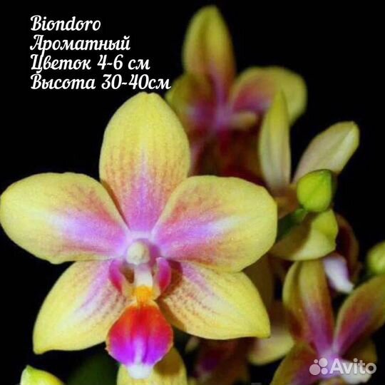 Орхидея фаленопсис подросток