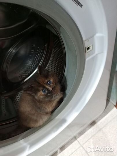 Котята медвежата в дар
