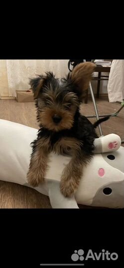 Йоркширский терьер мини мальчик