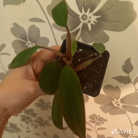 Калатея и многое другое