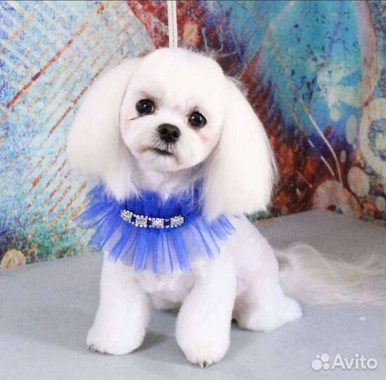 Профессиональная стрижка собак