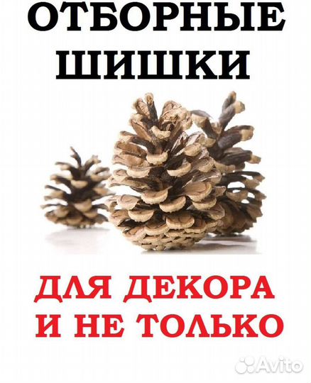Шишки сосновые и еловые