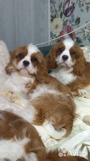 Кавалер Кинг Чарльз Спаниель