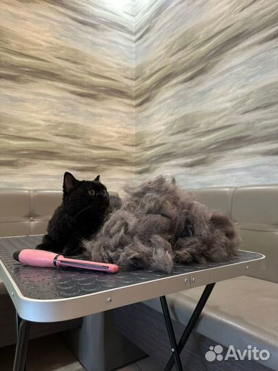 Стрижка/ линька кошек на дому, с выездом