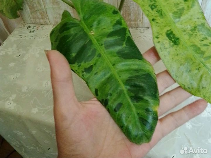 Филодендроны