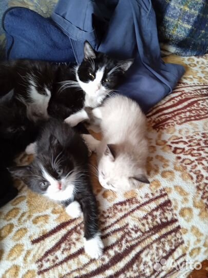 Котятки в добрые руки