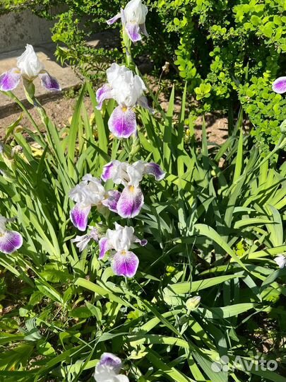 Продаю сортовые Ирисы
