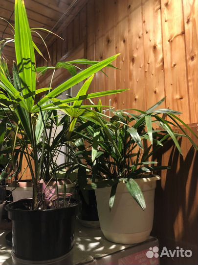 Пальма трахикарпус цветы растения