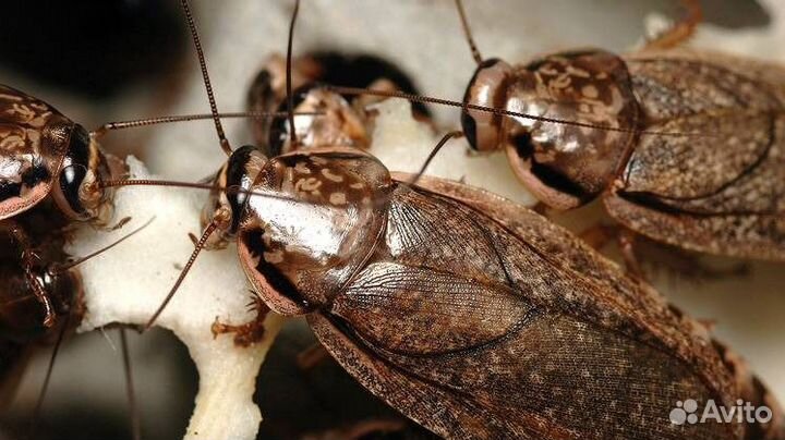 Мраморные тараканы архимандрит шеститочечный