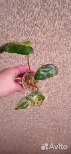 Филодендрон Бурле макс вариегатный