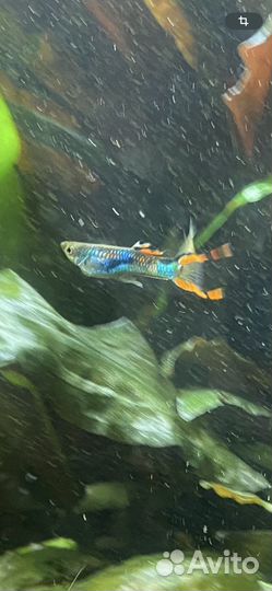 Аквариумные рыбки