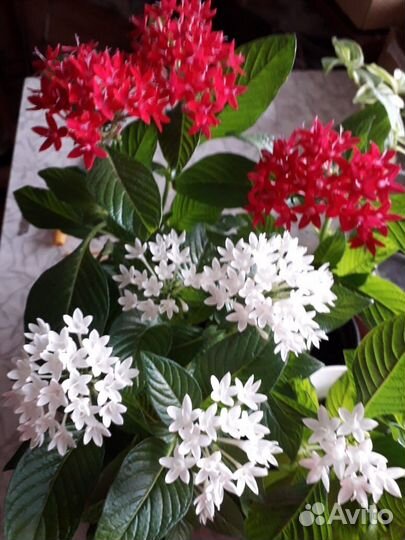 Комнатные цветы