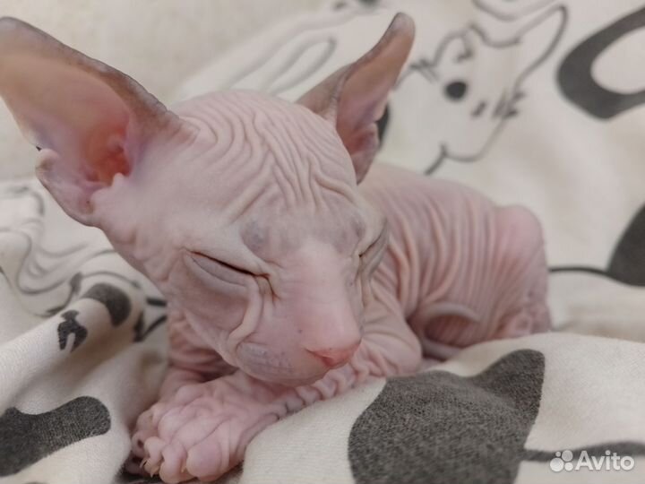 Котята сфинкс эльф