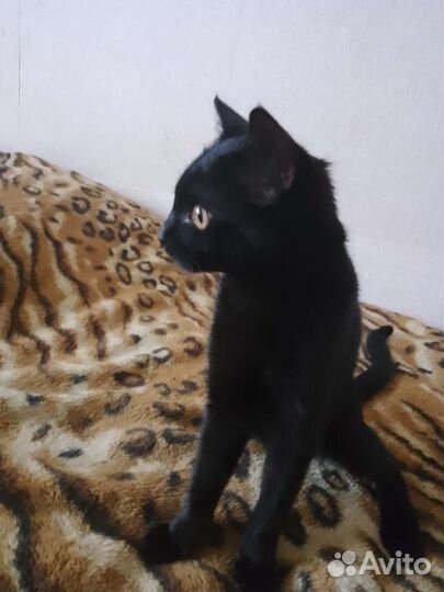 Кошка мальчик