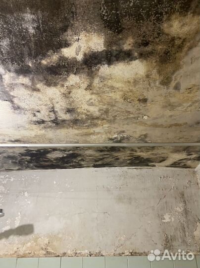 Уничтожение плесени