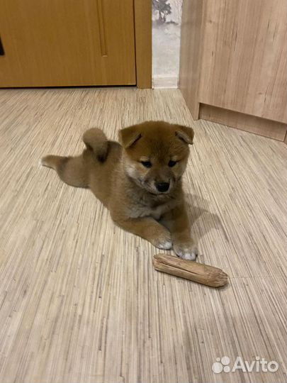 Сиба Ину